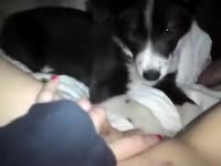 Dog licking and eating the pussy of a hot babe